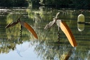 Hérons de Carbonnieux