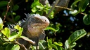 Iguane