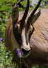 Le chamois de Celse Nière