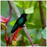 Colibri