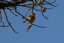 Le rouge-gorge